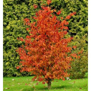 Parócia perzská (Parrotia persica) ´PERSIAN SPIRE´ - výška 30-50 cm, kont. C2L
